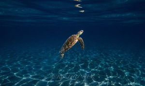 Green sea turtle by Michael Dornellas 